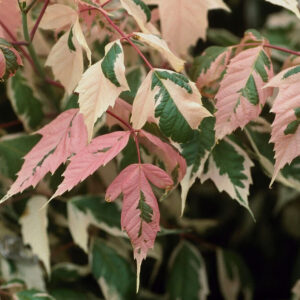 Acer negundo 'Flamingo'
