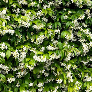 Trachelospermum Jasminoides