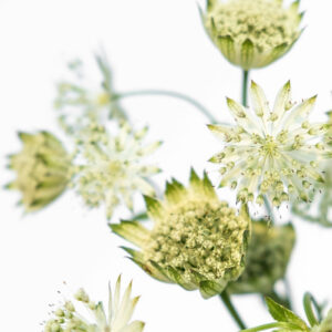 Astrantia maj. 'Moonshine'