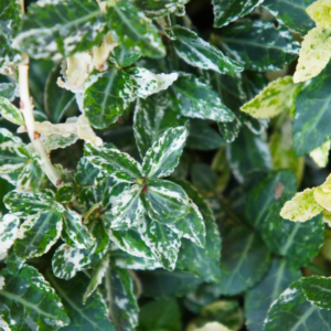 Euonymus Harlequin