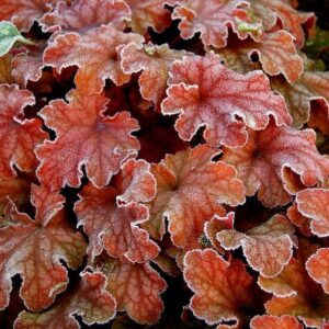 Heuchura Peach Flambe