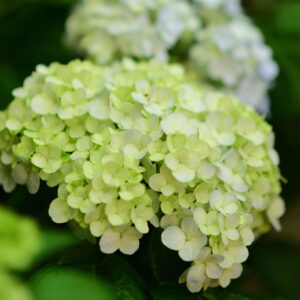 Hydrangea Limelight