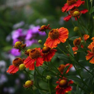 Helenium Sain's Early Flowerer