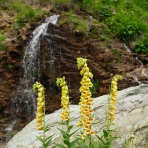 Digitalis Lutea