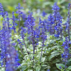 Salvia Mystic Spires Blue