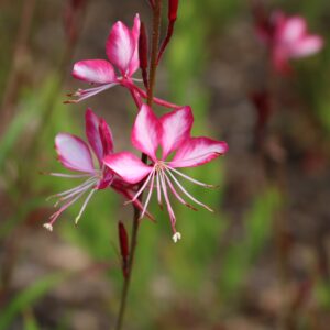 Gaura lindh. Gaudi Pink