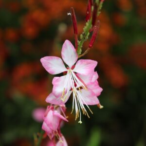 Gaura lindh. 'Bicolour'
