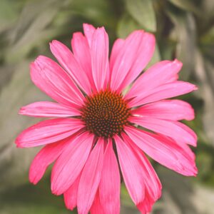 Echinacea 'Sunseekers Hot Pink'