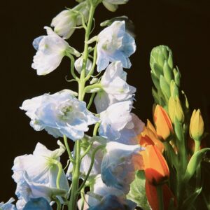 Delphinium Magic Fountain White
