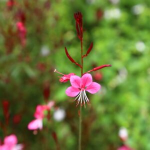 Gaura lindh. Siskiyou Pink