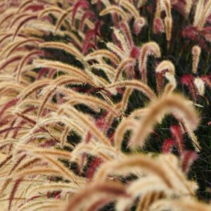 Pennisetum Rubrum