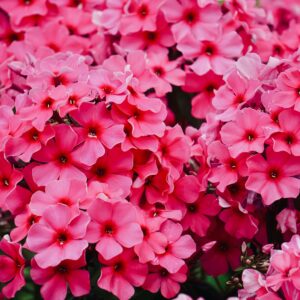 Phlox Paniculata Early Red