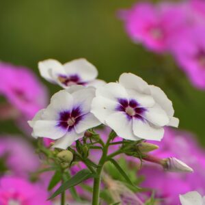 Phlox Famous White