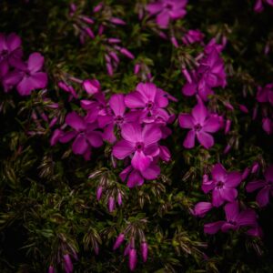 Phlox Famous Purple