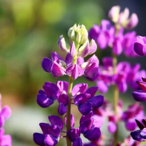 Lupinus ‘Gallery’