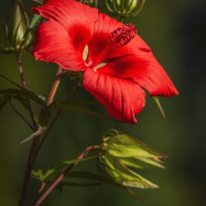 Hibiscus m. 'Extreme Oak Red'