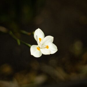 Libertia Grandiflora