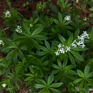 Galium Odoratum