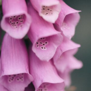 Digitalis Mertonensis