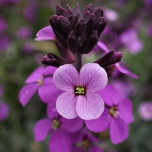 Erysimum Linifolium