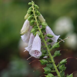 Digitalis Purp Pam's Choice