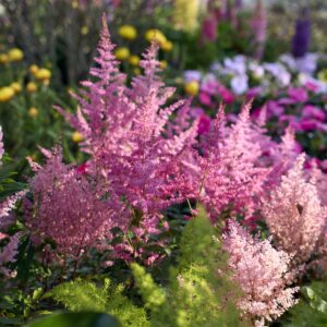 Astilbe Blessington Beauty