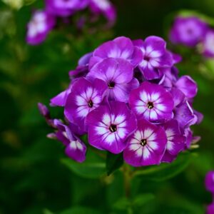 Phlox Flame Purple Eye