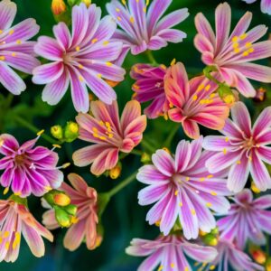 Lewisia Rocky Colours
