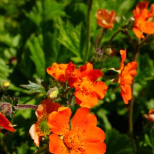 Geum Tosai