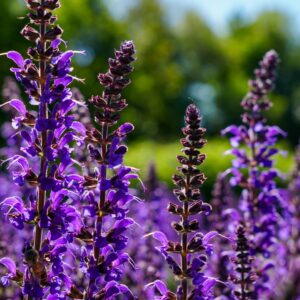 Salvia Marvel Dark Blue