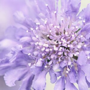 Scabiosa Mariposa Blue