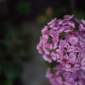 Hydrangea macr. 'Eclipse'