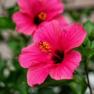 Hibiscus m. Extreme Hot Pink