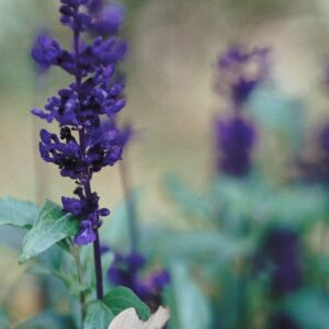 Salvia Black & Bloom