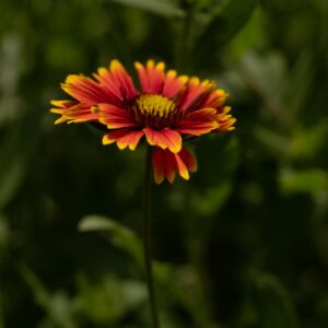 Helenium Red Jewel