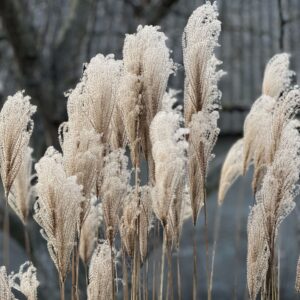 Miscanthus s. 'Morning Light'