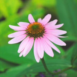 Echinacea 'Mooodz Fearless'