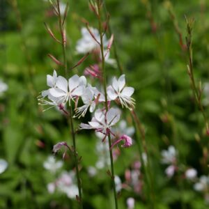 Gaura lindh. Gaudi White