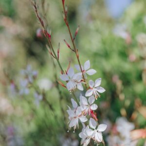 Gaura lindh. 'Geyser White