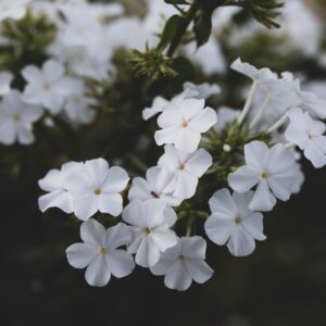 Phlox Paniculata Early White
