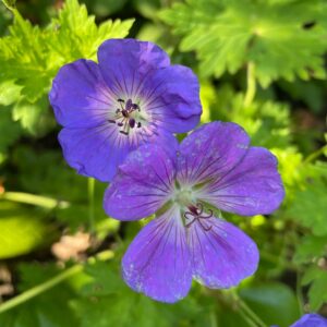 Geranium Rozanne