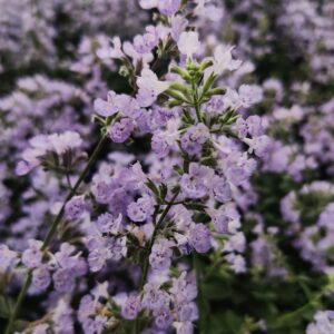 Nepeta Walkers Low