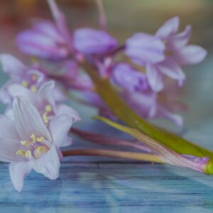 Tulbaghia
