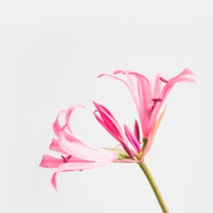 Nerine Bowdenii