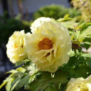 Paeonia lutea