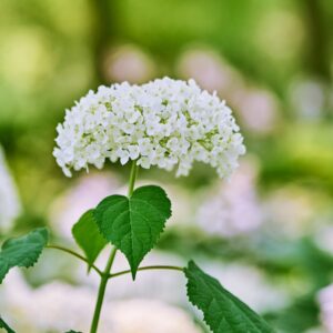 Hydrangea arb. 'Annabelle'
