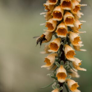 Digitalis Goldcrest