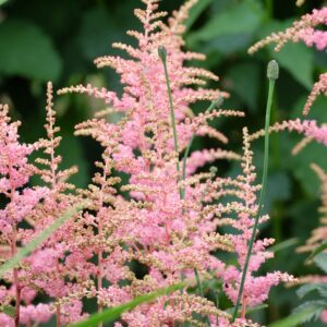 Astilbe
