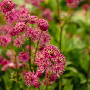 Astrantia maj. 'Roma'