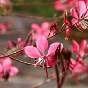 Gaura lindh. Gaudi Rose